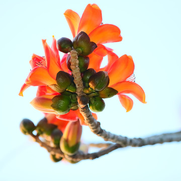 木棉花