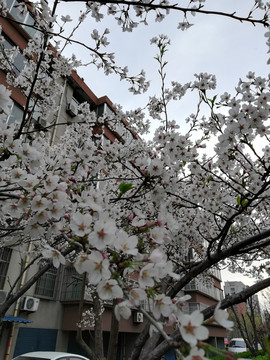 三月白色花朵