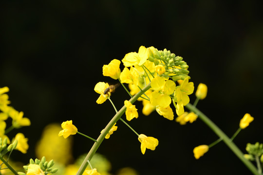 油菜花与蜜蜂