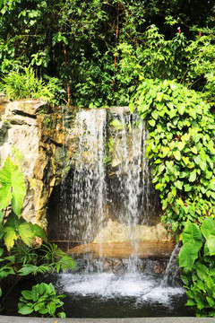 植物园的小瀑布