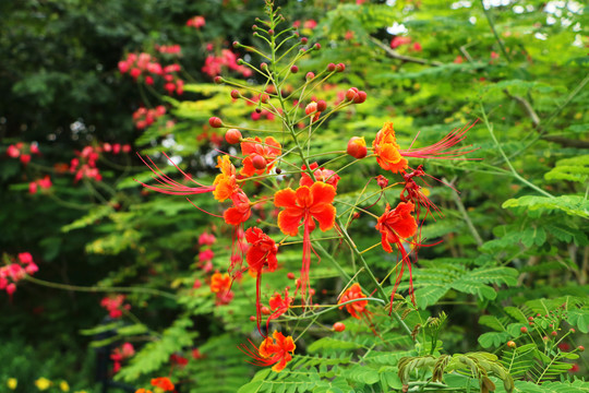 新加坡国花胡姬花