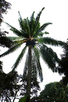 一枝独秀的椰子树