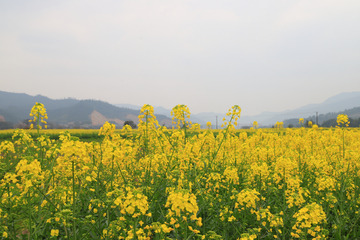 油菜花