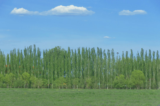 草原防风林