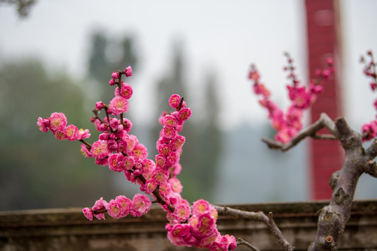 一枝梅花