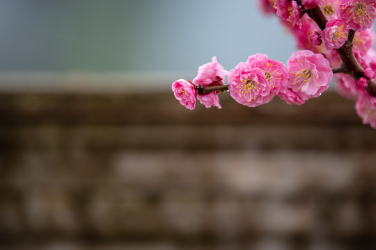 一枝梅花