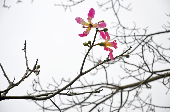 美丽异木棉