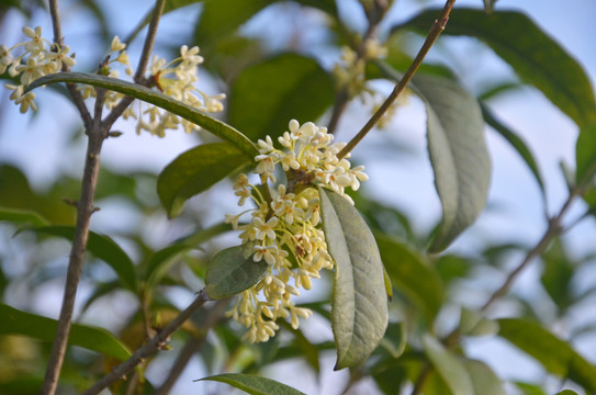 桂花