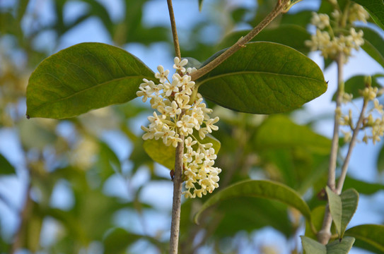 桂花