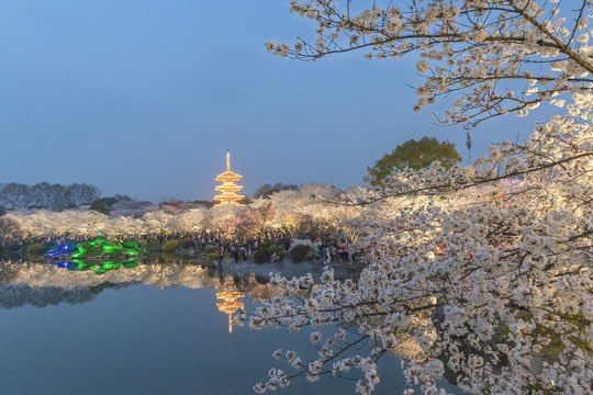 东湖樱园夜色