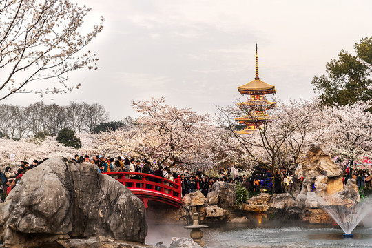 东湖樱花园夜景