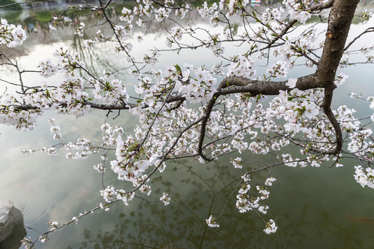 岸边樱花