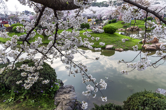 岸边樱花