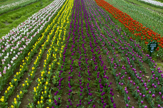 郁金香花田