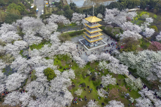 鸟瞰东湖樱花园五重塔