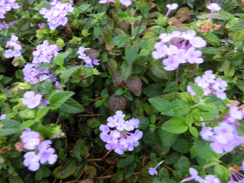 蔓马缨丹花