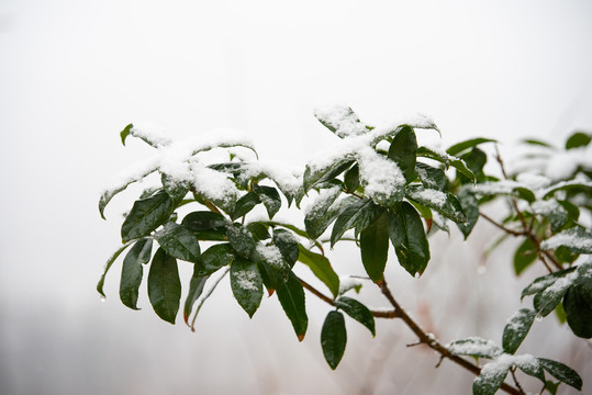 冬青树上的雪