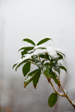 冬青树上的雪