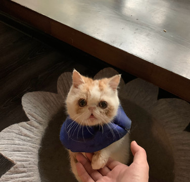 猫咪