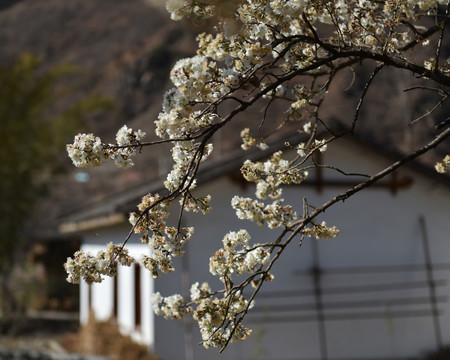 樱桃花青瓦房