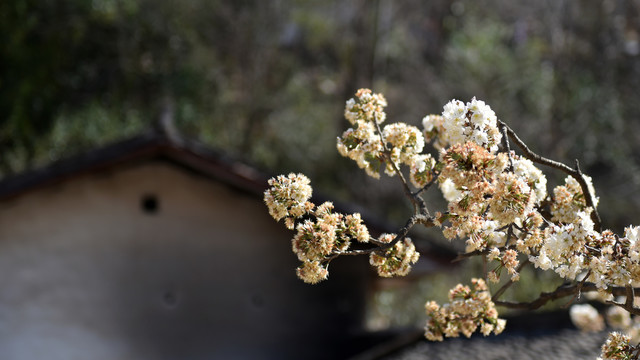 樱桃花青瓦房