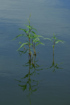 湖水中的绿草