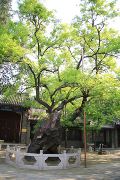 东坡双槐定州文庙