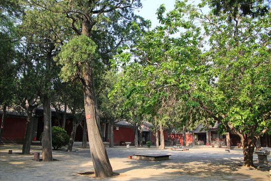 文庙古树