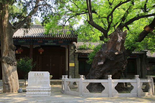 东坡双槐古树定州文庙