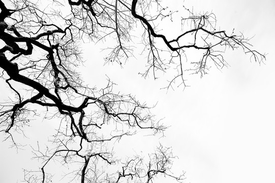 天空的枯树枝