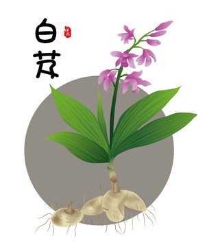 白芨