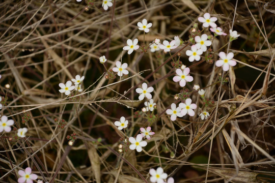 白色小花