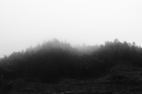 云雾竹林森林
