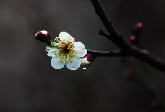 雨中梅