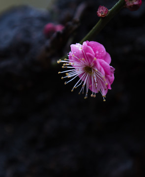 雨中梅