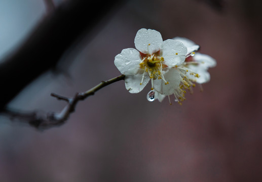 雨中梅