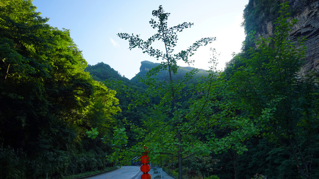 合欢谷绿树