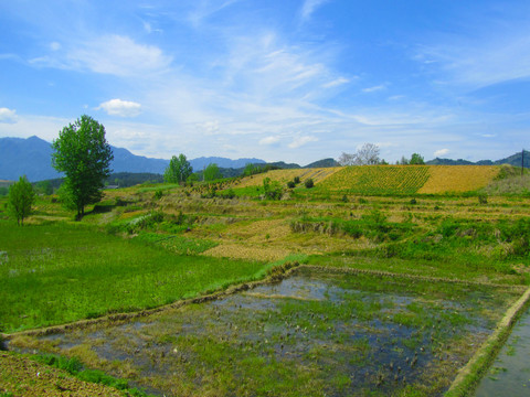 龙坝水库田间