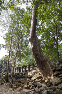 吴哥古迹崩密列千年老树