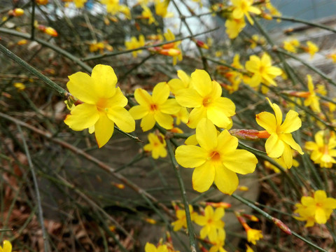 迎春花