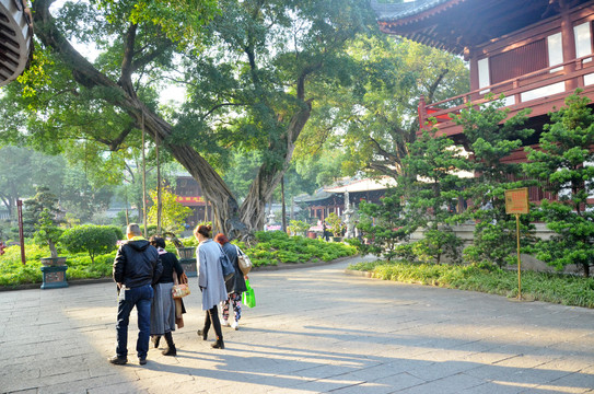 夕阳绿树