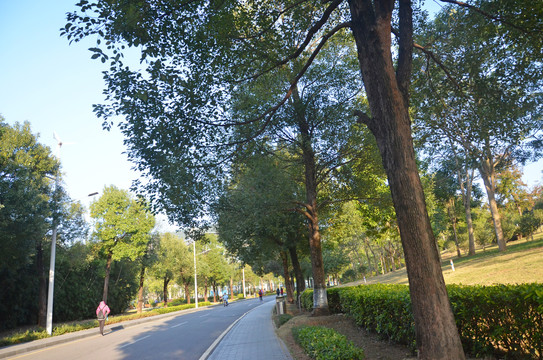 香樟道路