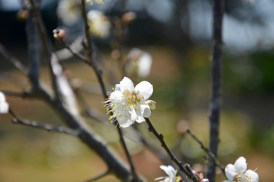 春暖花开