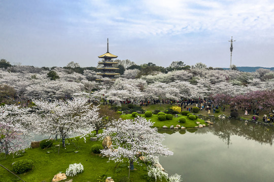 鸟瞰东湖樱花园五重塔