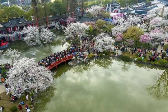 俯瞰东湖樱花园虹桥