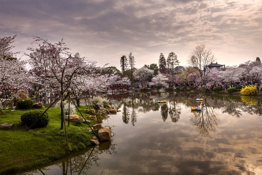 夕照樱花园