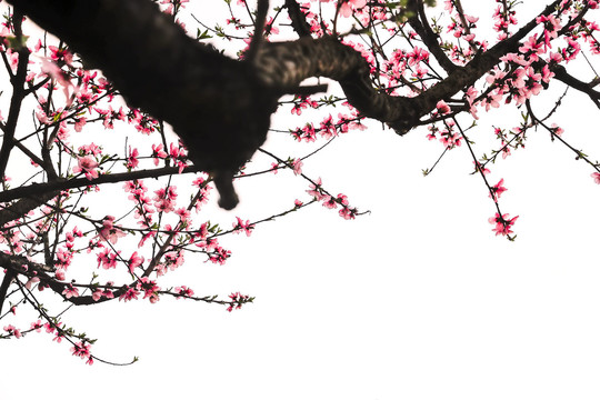 桃花图