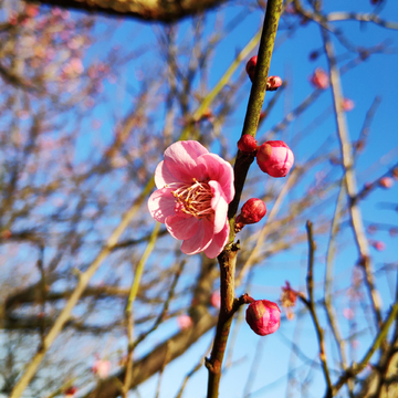 梅花