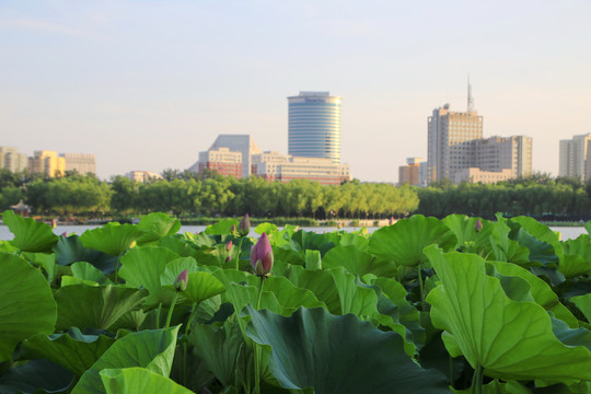莲花池公园