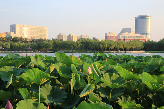 北京西站莲花池公园